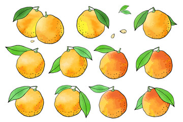 Orange fruit icons with watercolor texture. Vector stock set. Cute doodles. Summer fruit, bright citrus for lemonade and cocktail. Can be used for printed materials. Hand drawn design elements