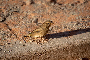 USA Valley of Fire