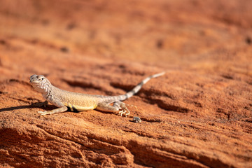 USA Valley of Fire