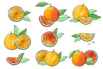 Orange fruit icons with watercolor texture. Vector stock set. Cute doodles. Summer fruit, bright citrus for lemonade and cocktail. Can be used for printed materials. Hand drawn design elements