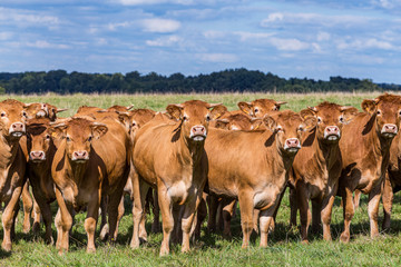 herd of limousine cows