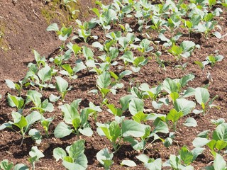 Green Kale Garden Transformation