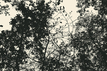 tree and branches silhouette. detailed vector illustration