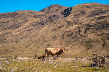 Very easy path to walk with free animals in the valley of Hecho in the Pyrenees of Huesca. Spain