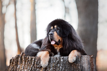 Tibetan mastiff dog in the park