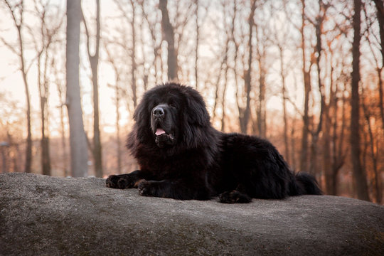 Tibetan mastiff dog in the park