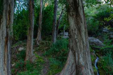 Bosque de Alamos en Benizar,Moratalla (España)