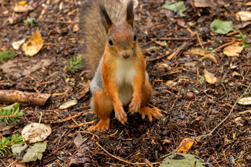 Fluffy gray-red squirrel sits on the ground in the autumn forest