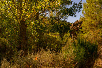 Bosque de Alamos en Benizar,Moratalla (España)