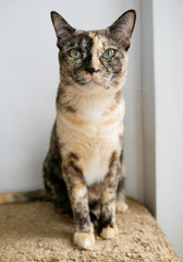 Tri-color Siamese cat sit on scratching pad