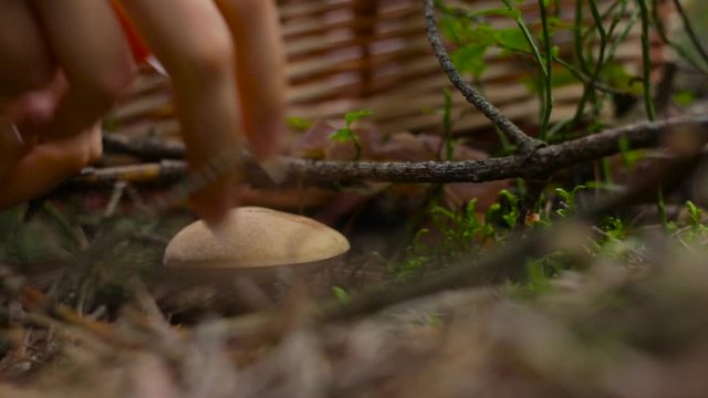 Ground level shot of a Tylopilus Felleus Mushroom on a lush forest floor. Someone picks it up, looks at it, then drops it back to the ground.