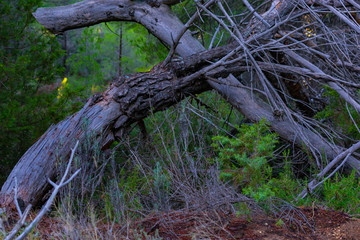 Bosque de pinos de diferentes especies en Benizar,Moratalla en España