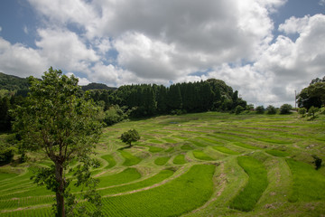 大山千枚田