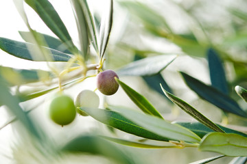 Macro Closeup Close-up on olive olives on a tree in tuscany in autumn