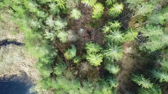 View from above of trees and lake in Sweden