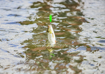Fishing hobby. Fishing activity. Fishing equipment. Wild nature. Fish in river. Gear and bait concept. Fisherman job is simple. Fins and scales. Freshwater fish on hook. Trout in water close up © be free