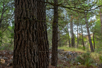 Bosque de pinos de diferentes especies en Benizar,Moratalla en España