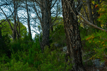 Bosque de pinos de diferentes especies en Benizar,Moratalla en España