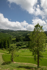 大山千枚田