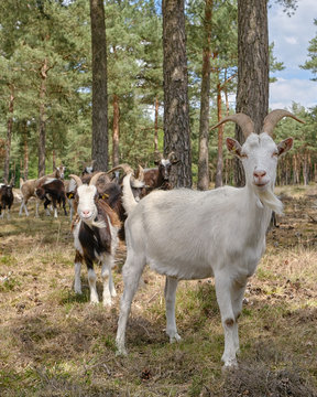 Ziegen Ziege Natur
