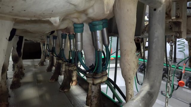Automatic milking process on a dairy farm. 