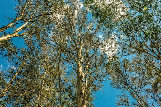 trees and sky