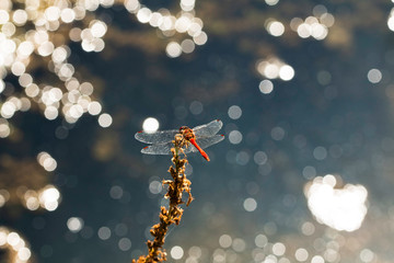 Red dragonfly the vagrant darter (Sympetrum vulgatum) is a European dragonfly. Sitting and resting...