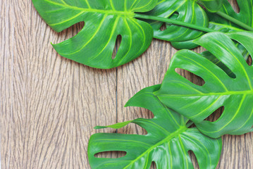 tropical monstera palm leaves tree background