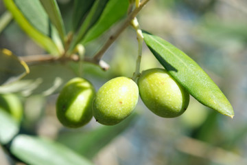 Macro Closeup Close-up on olive olives on a tree in tuscany in autumn