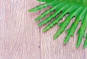 tropical philodendron palm leaf tree background