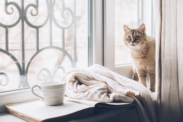Winter weekend with cat at home