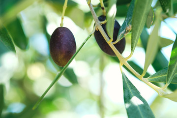 Macro Closeup Close-up on olive olives on a tree in tuscany in autumn