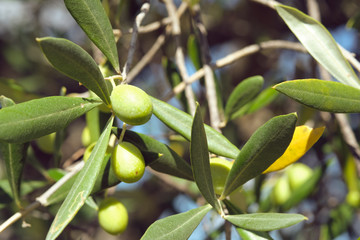 Macro Closeup Close-up on olive olives on a tree in tuscany in autumn