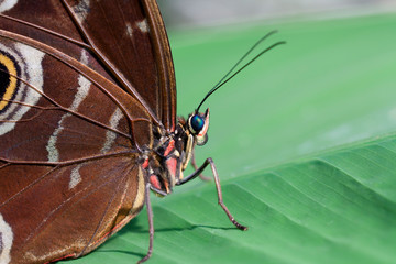Schmetterling Makroaufnahme