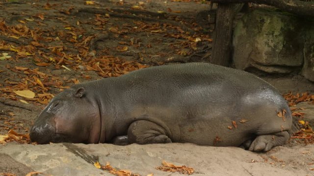 Pygmy hippopotamus sleeping.