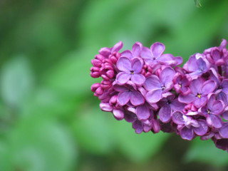 A violet beautiful lilac in spring in its full splendor