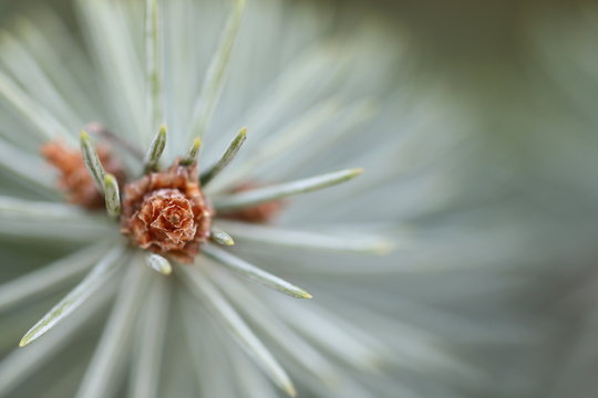 Nadelbaum Zweigspizte