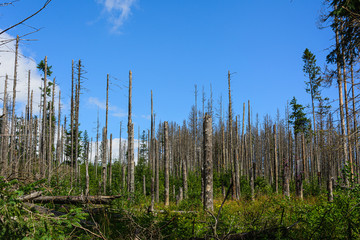 Broken trees