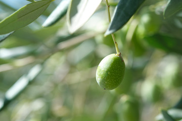 Macro Closeup Close-up on olive olives on a tree in tuscany in autumn