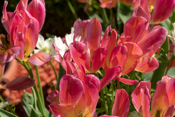 Pink red flowers in flowerbed with blurred bokeh background and copy space