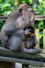 mother monkey cuddling her little monkey