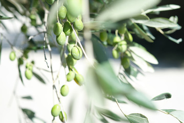 Macro Closeup Close-up on olive olives on a tree in tuscany in autumn