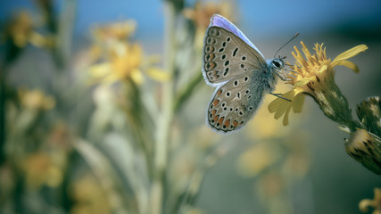 violet purple butterfly on a yellow flower and blue sky