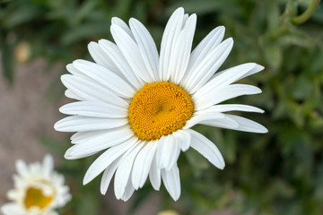 White simple marguerite on blurred bokeh green background