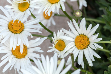 White simple marguerite on blurred bokeh green background