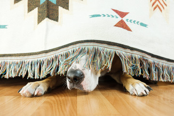 The dog is hiding under the sofa and afraid to go out. The concept of dog's anxiety about...