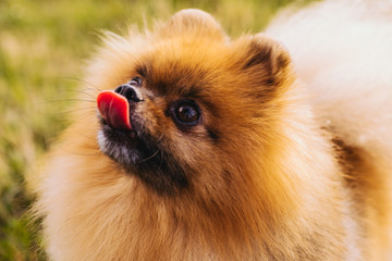 Hungry tease licking dog. Pomeranian Spitz looking up. Funny pet muzzle. 