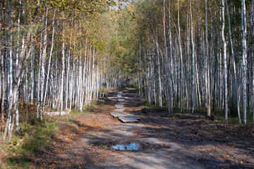 Natural background - pathway in autumn birch forest