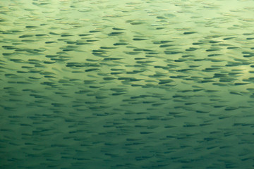 shoal of fish in thailand