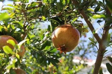 Fresh ripe pomegranate fruits on a tree branch. Selective focus